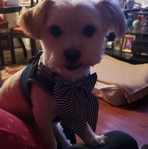 Meet your Posher, Gladys